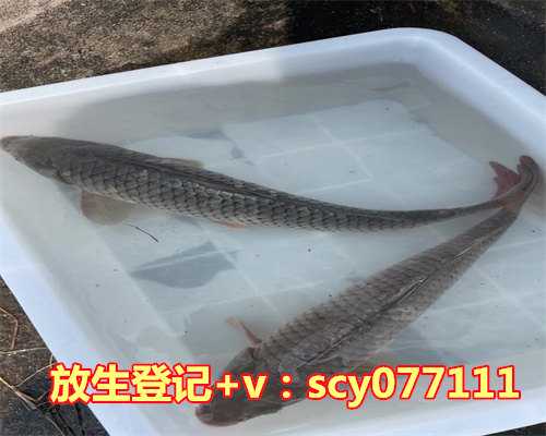 什么动物可以放生，你吃什么动物就有机会转生什么动物