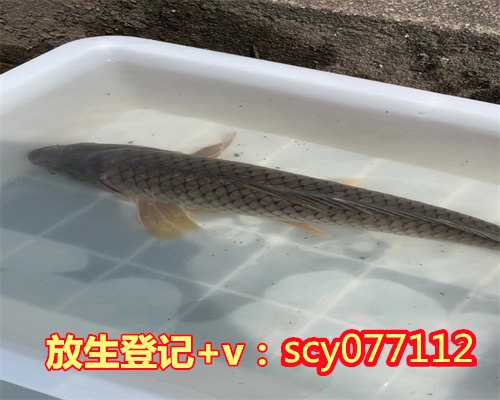 放生用的歌曲,歌曲欣赏:踏凡尘