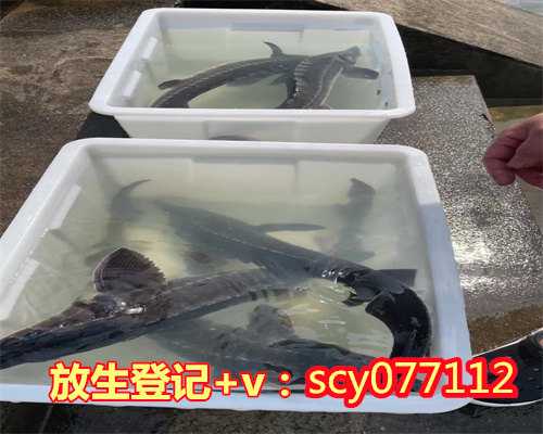 冬天可以放生乌龟去哪里，放生一只乌龟的感应不可思议